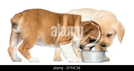 English Bulldog Puppy and Labrador Retriever puppy looking down at an empty dog bowl, against white background Stock Photo