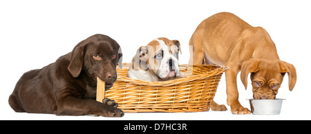 Dogue de Bordeaux eating from a dog bowl, English Bulldog in basket and Labrador Retriever chewing bone against white background Stock Photo