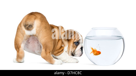 Rear view of an English Bulldog Puppy, 2 months old, staring at a goldfish in a bowl aquarium against white background Stock Photo