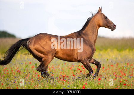 Akhal-Teke Stallion in gallop meadow Stock Photo