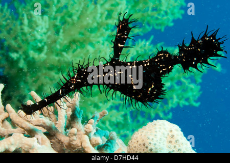 Ornate Ghost Pipefish (Solenostomus Paradoxis). Taken at Ras Mohamed in Red Sea, Egypt. Stock Photo