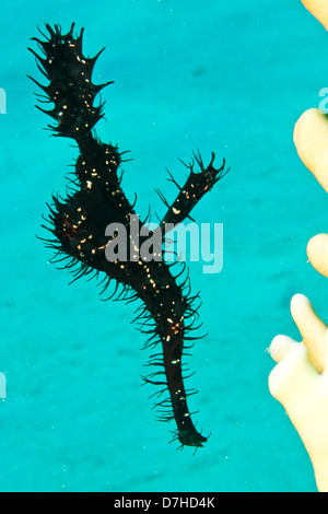 Ornate Ghost Pipefish (Solenostomus Paradoxis). Taken at Ras Mohamed in Red Sea, Egypt. Stock Photo