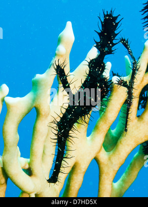 Ornate Ghost Pipefish (Solenostomus Paradoxis). Taken at Ras Mohamed in Red Sea, Egypt. Stock Photo