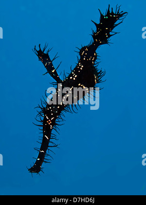 Ornate Ghost Pipefish (Solenostomus Paradoxis). Taken at Ras Mohamed in Red Sea, Egypt. Stock Photo