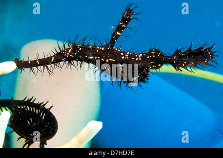 Ornate Ghost Pipefish (Solenostomus Paradoxis). Taken at Ras Mohamed in Red Sea, Egypt. Stock Photo