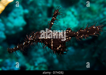 Ornate Ghost Pipefish (Solenostomus Paradoxis). Taken at Ras Mohamed in Red Sea, Egypt. Stock Photo