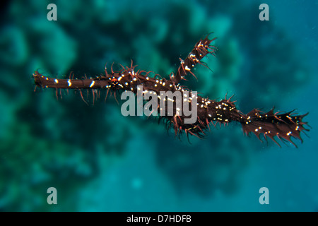 Ornate Ghost Pipefish (Solenostomus Paradoxis). Taken at Ras Mohamed in Red Sea, Egypt. Stock Photo