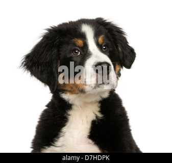 Bernese Mountain Dog against white background Stock Photo - Alamy