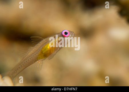 Pink eye goby in the Red Sea (Bryaninops natans) Stock Photo