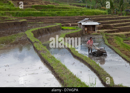 rice cultivation in Bali, Indonesia Stock Photo