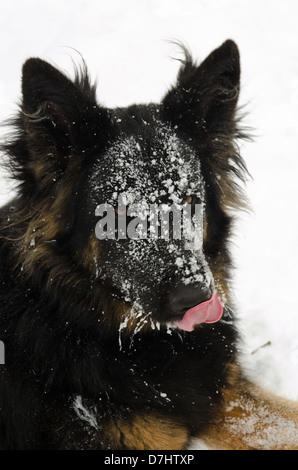 A German Shepherd takes a break from playing in the snow during a February blizzard in Maine to lick the snow off her whiskers. Stock Photo