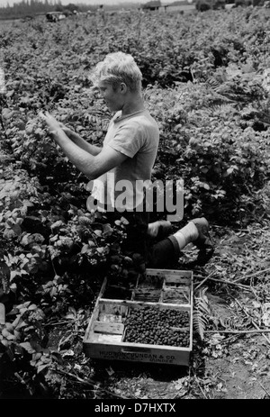 This photograph captures Ray Streight, a farmer, picking blackcap raspberries in Clackamas County, Oregon in 1946. The image showcases rural life in mid-20th-century America, highlighting agricultural practices and local farming culture. Stock Photo