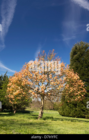 Acer Pseudoplatanus Brilliantissimum. Sycamore Brilliantissimum at RHS Wisley gardens, Surrey, England Stock Photo