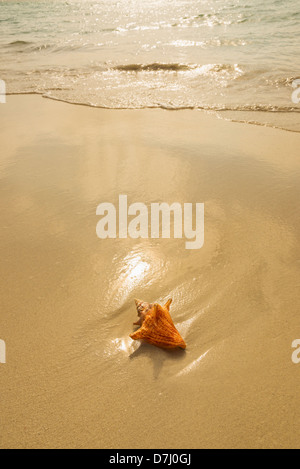 Jamaica, Conch shell on beach Stock Photo