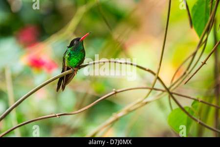 Jamaica, Hummingbird perching on twig Stock Photo