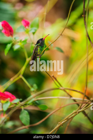 Jamaica, Hummingbird perching on twig Stock Photo