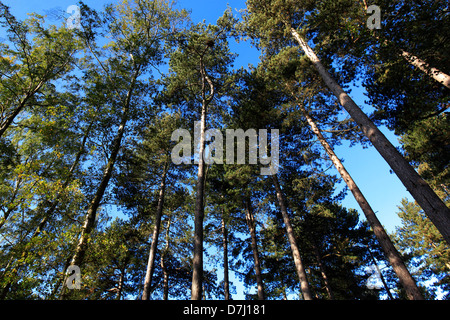 Spring colours, Pine Trees, New Forest, Hampshire, England, UK