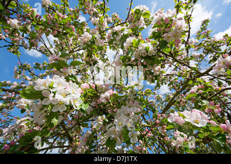 Spring blossom on a crabapple tree (Malus sylvestris). UK, 2013. Stock Photo