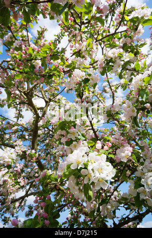 Spring blossom on a crabapple tree (Malus sylvestris). UK, 2013. Stock Photo