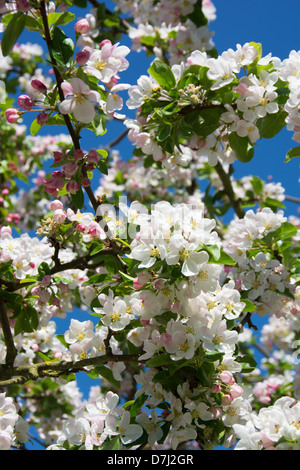 Spring blossom on a crabapple tree (Malus sylvestris). UK, 2013. Stock Photo