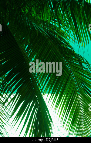 Jamaica, Palm tree and sea Stock Photo