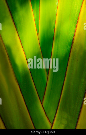 Jamaica, Close-up of palm tree Stock Photo