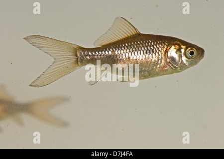 A young goldfish, Carassius auratus auratus, brown & silver colour but lacking the gold or orange of adult fish Stock Photo