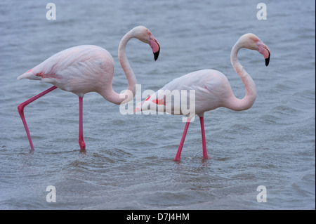 Greater Flamingos (Phoenicopterus roseus), Saintes Maries de la Mer, Camargue, France Stock Photo