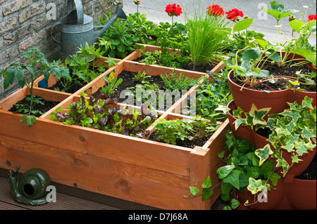 Square foot gardening by planting flowers, herbs and vegetables in wooden box on balcony Stock Photo