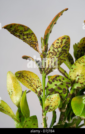 Box rust, Puccia buxi, pustules on the lower surface of a diseased parterre hedge leaves Stock Photo