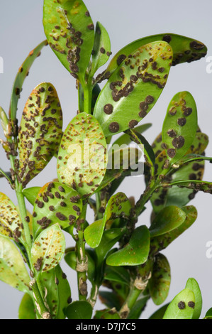 Box rust, Puccia buxi, pustules on the lower surface of a diseased parterre hedge leaves Stock Photo