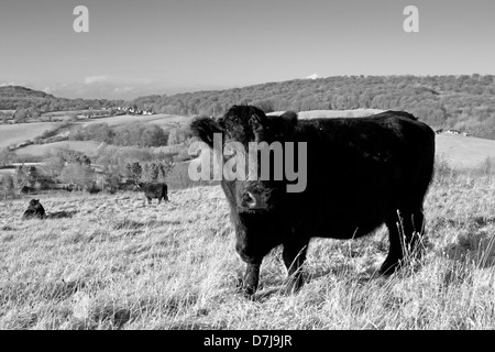 Welsh Black Cattle grazing a Cotswold Meadow Stock Photo