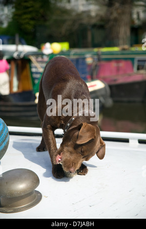 brown male Labrador puppy dog chewing bone Stock Photo