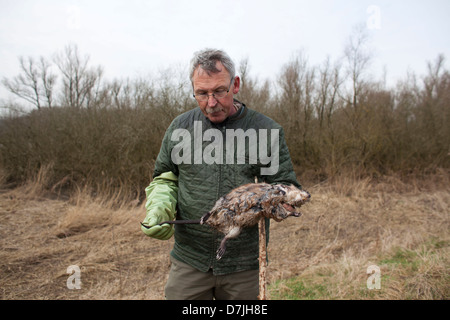Dutch rat catcher in natural reserve. Stock Photo