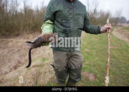 Dutch rat catcher in natural reserve. Stock Photo