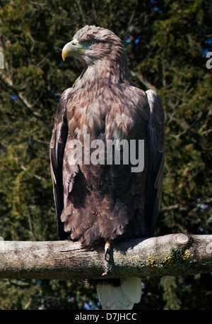 White Tailed Sea Eagle (haliaeetus albicilla)