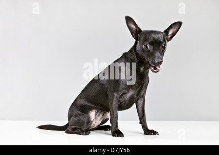 A small black chihuahua dog looking to camera against grey blackground