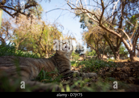 tawny tabby cat in the outdoors looks up at tree in grounds of the Cat House on the Kings in Parlier, California Stock Photo
