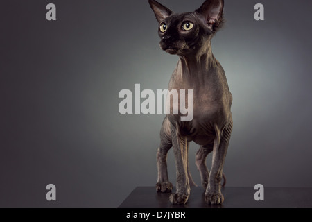 Portrait of hairless Sphinx cat in studio Stock Photo