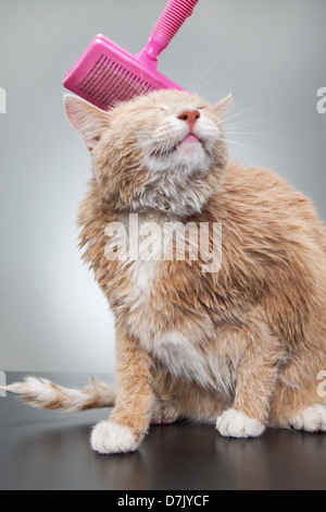 A cute cat being giving a wash in studio setting, and enjoying a brushing after his bath. Stock Photo