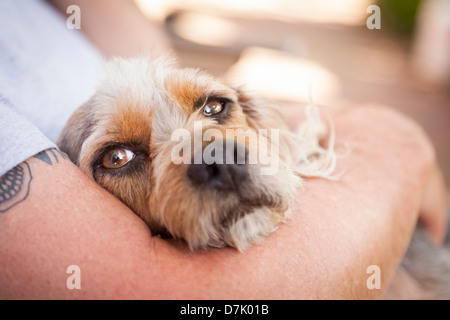 Cute Terrier Puppy Look On As Master Holds Her in His Lap. Stock Photo