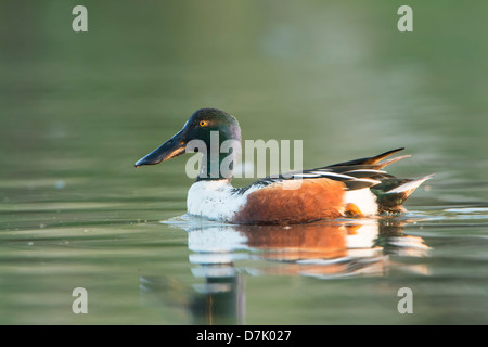 Male Northern Shoveler (Anas clypeata), White Rock Lake, Dallas, Texas Stock Photo