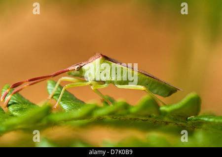 Close up view of a Southern Green Stinkbug (Nezara viridula) on a plant. Stock Photo