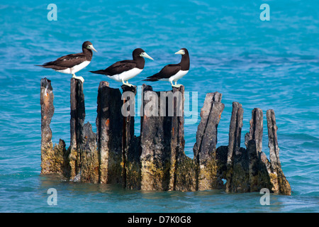 Brown Boobies (Sula leucogaster) group perched on rusty old pilings in the Pacific ocean Stock Photo
