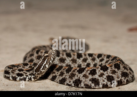 Closeup view of a dusky pygmy rattlesnake - Sistrurus miliarius barbouri Stock Photo