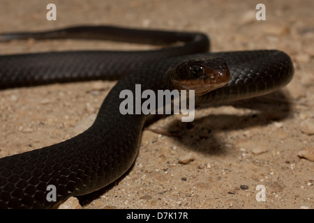 Closeup view of a brownchin racer Stock Photo