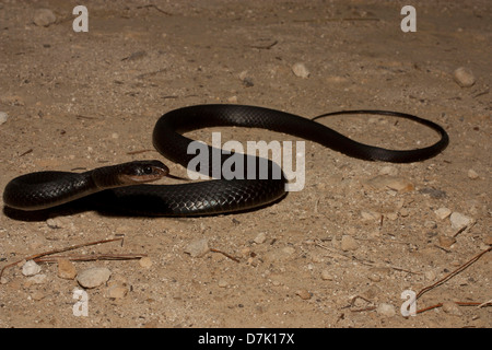 Brown-chin racer with tongue out (Coluber constrictor helvigularis) Stock Photo