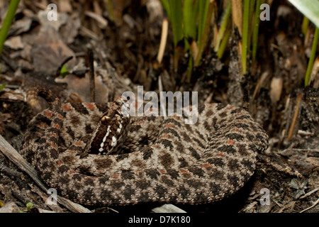 Dusky pygmy rattlensnake coiled in the grass Stock Photo