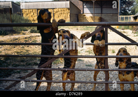 Bloodhounds At Gate Stock Photo