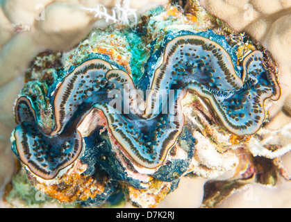 Common giant clam on a tropical coral reef showing turquoise mantle Stock Photo